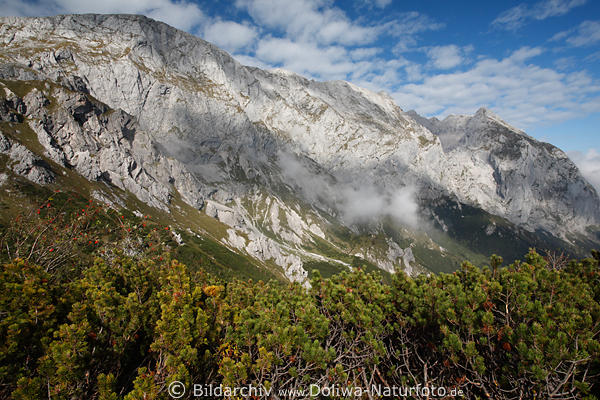 Hoher Gll felsiger Bergmassiv Foto Gipfelwand grne Strucher Alpen Naturbild