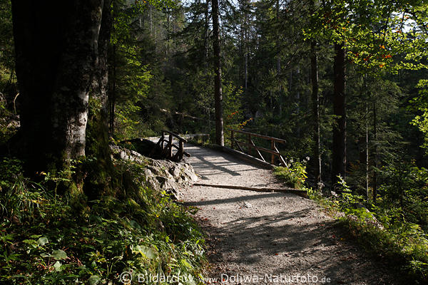 Klausbachtal Waldwegbrcke grne Naturlandschaft Waldlichtung