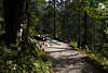 913427_Klausbachtal Waldwegbrcke Foto in grner Naturlandschaft Waldlichtung Nationalparks Berchtesgaden
