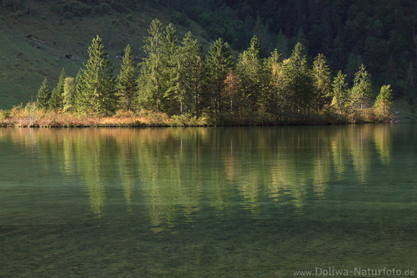 Knigssee Bauminsel im Wasser Spiegelung Naturbild Stimmung im Sonnenschein