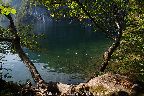 Knigssee grne Oase Naturufer Bild mit Bumen in Sonne am Wasser in Alpensee