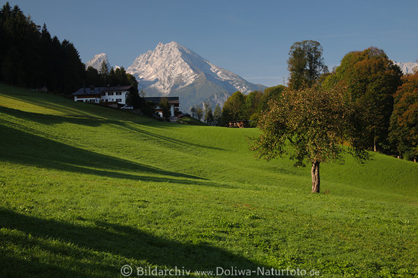 Watzmann Alpengipfel Panorama Grnwiese grne Oase Naturidylle
