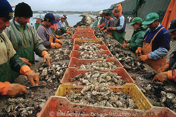 Hafenarbeiter sortieren Meeresfrchte Austern reinigen Muscheln