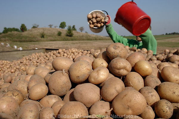 Kartoffeln Knollenhalde Erdpfel in Eimer herauskippen auf Erntewagen