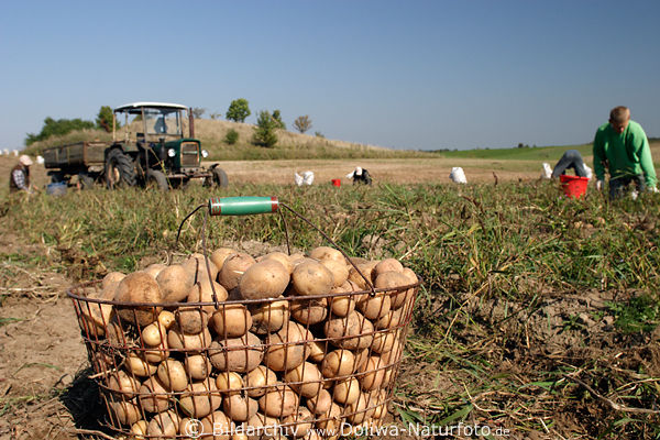 Korb mit Kartoffeln auf Ackerfeld frisch gesammelte Erdpfel