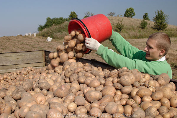 Kartoffelernte: Junge Mann mit Eimer gesammelten Erdpfel auf Erntewagen auskippen