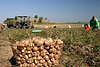 509531_ Korb mit Kartoffelnauf Ackerfeld frisch gesammelte Erdäpfel Kartoffelpflanze-Frucht der Erde