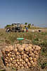 Kartoffelkorb frischgesammelte Kartoffel im Korb auf Ackerfeld