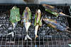 Fisch auf Grill Rost, Bratrost gegrillt in Pflanzenblatt umhüllt, Speisefisch, Grillfisch, Backfisch