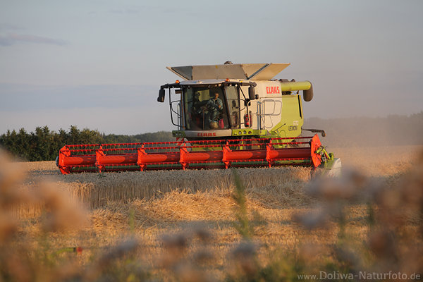 Mhdrescher Kornfeld mhen Getreide dreschen Mahd in Abendlicht Stimmungsbild