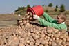 509516_ Kartoffelernte Fotos: Junger Mann mit Kartoffel Eimer beim herauskippen gesammelten Erdäpfel