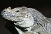 Leguan Photo Nashornleguan Cyclura cornuta Tierbild Reptil Groechse