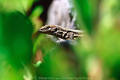 Kanarische Eidechse Foto Versteckspiel in Bltter La Palma Fauna Lacertidae Bild