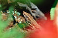 Echse photo Kanarische Eidechse Bild im Gebsch Tier Versteckspiel