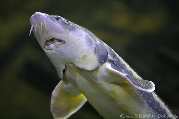 Str-Maul Unterseite Unterwasser Strfisch-Portrait schwimmend
