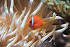Binden Anemonenfisch Foto Riffbarsch in Korallententakel Wasser lebend