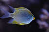 707054_ Goldener Riffbarsch Fischfoto Korallenbarsch Riffbarsche Amblyglyphidodon aureus Barschfisch