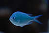 707072_ Riffbarsch Fisch Chromis viridis, Schwalbenschwänzchen, hellblaue Schwarmfisch Fotografie  