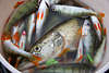 806887_ Hecht Esox lucius Foto mit Barschen Perca fluviatilis im Eimer, Angler Fischtrophäe: Raubfische Bild