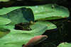 0354_ Frosch Naturbild auf Grnbltter der Seerose schwimmen Wasserfrosch Tierfoto