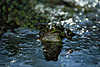 0356_ Teichfrosch Naturbild im Wasser Tmpel unter glitzernden Lichtpunkten