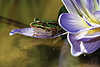 0452_ Frosch fotogenes Objekt beim Schwimmen auf knstlicher Blume Amphibie Wasserfrosch