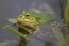 1302125_Frosch in Wasser Tierfoto: Schnauze Auge Amphibie groer Makroportrt Naturbild