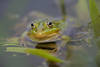 1302144_Frosch-Kopf Tierfoto ber Wasser in grnen Pflanzen Auge Schnauze Makro Naturbild