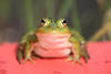 1302186_Frosch Foto Sitzportrt auf Rotboden Groaugen Tierschnauze Makrobild mit Mcke am Kopf