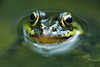 307110_ Froschmaul Augen Tauch-Portrt in Wasser Tierblick Naturbild