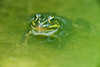 307112_ Frosch Bild im seichten Grnwasser Ufer durch grne Bltter durchsichtig
