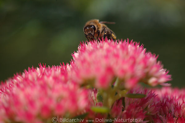 Honigbiene auf Fetthenne rosa Blumenblte