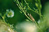 307115_Grashpfer Tier Naturfoto versteckt im Kleepflanzenfeld ist sehr Gesangfreundlich, dessen Zirpen