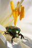 807071_ Rosenkfer Insekt Makrofoto, grner Kfer Tierbild in weissen Blumenblte kriechen