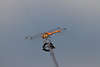 Teufelsnadel gelbrote Libelle am Angelstock Rute sitzen Tierbild am See