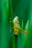 Warzenbeier Makrofoto Decticus verrucivorus groe Heuschrecke Tierportrait am grnen Grashalm