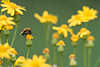 Hummel Bombus pratorum Insekt Foto auf Gelbblte Wildblumenfeld Naturbild
