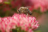 1104484_Honigbienen Fotos, Makrobilder: Apis mellifera Bienen auf Blten Nektarsuche Naturaufnahmen