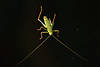 1104561_ Grüne Kleinheuschrecke Tierchen Ganzkörper Portrait im Dunkeln mit Fühler & Füsschen Makrobild