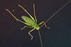 1104581_ Heuschrecke kleines Insekt in Pose Makrofoto, Fühler+Beine Tierportrait auf dunklem Hintergrund