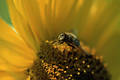 2776_ Biene Honigbiene Apis mellifera auf Sonnenblume in Bild, Insekt auf Blume, gelbe Blte in Naturfoto