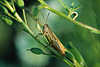 307113_ Gemeiner Grashpfer Fotos: Chorthippus biguttulus kleine Schreckenart Makrobild auf Kleestngel
