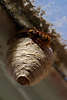 701780_Wespennest Fotos: Lehmwespen Nest der Wespenknigin Hornissen-Kokon Makrofoto unter Hausdach