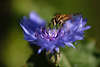 707617_Schwebefliege Makrofoto auf blauen Kornblumeblte stbern, Insekt fliegendes Tierchen Fliegenart