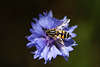 707633_Schwebefliegen Makrobilder auf Blumenblte nach Nektar stbern, Schwebfliegen Naturfotos