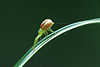 0326_ Crab-spins image Krabbenspinne Foto auf Blattbogen spinnt Garnnetz vor grün Hintergrund