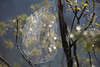 913753_ Spinnengarn Foto Spinne Fangnetz auf Strauchzweigen Naturfoto im Gegenlicht Morgentau, Garnnetz