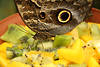 Bananenfalter Schmetterling Fhler bestbern Kiwi Frchtenstcke in Foto