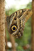 Caligo eurilochus Bananenfalter Grofoto Schmetterling am Baum senkrecht gelb-grau Flgel Tierportrt
