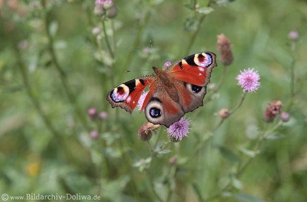 Schmetterling rtliches Falter mit 4 Augen im Farbkleid Inachis io Tagpfauenauge Naturbild